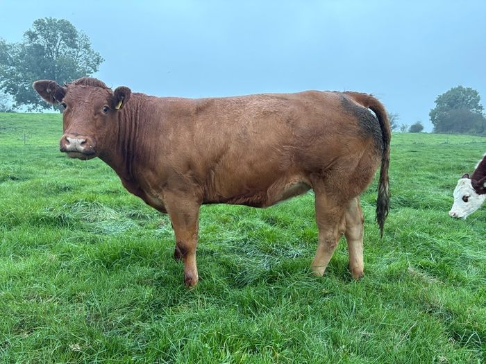 Heifers