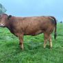 Heifers Image 2