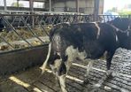Livestock