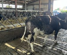 Livestock