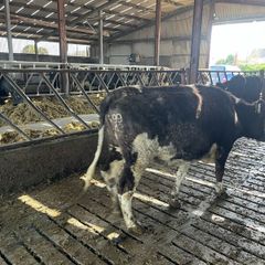 Livestock
