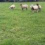 Three year old breeding Ewes Image 9