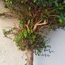 5ft trees Image 5