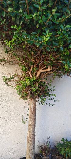 5ft trees