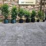 Laurel Hedging 4ft in 5 litre pot 5 euro Image 7