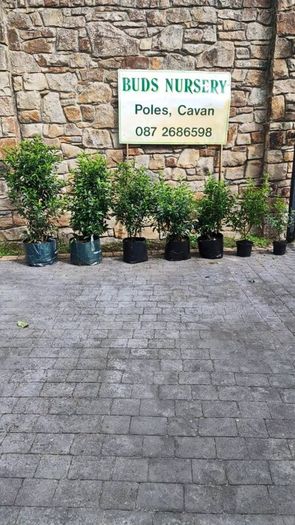 LAUREL HEDGING in 5 litre pot 4ft just 5 euro
