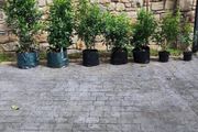 Portuguese Laurel Hedging in sizes from 5 euro