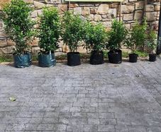 Portuguese Laurel Hedging in sizes from 5 euro