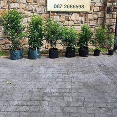 Portuguese Laurel Hedging in sizes from 5 euro