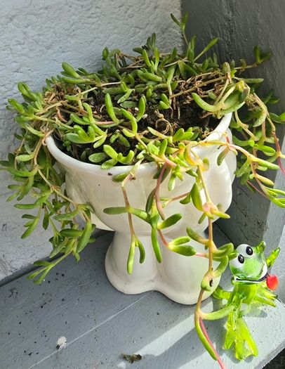 indoor plant