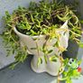indoor plant Image 2