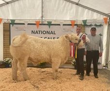 Pedigree charolais