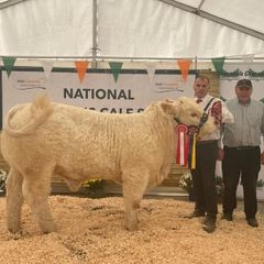 Pedigree charolais