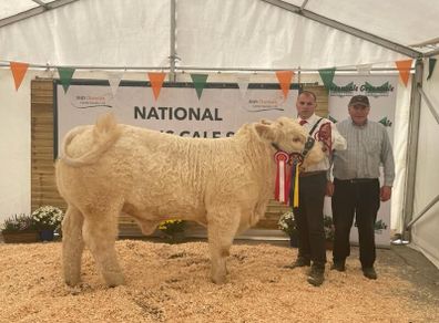 Pedigree charolais