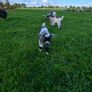 Pygmy Goats Image 3