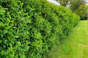 Portuguese Laurel Hedging