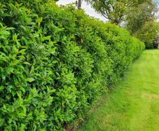 Portuguese Laurel Hedging