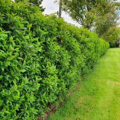Portuguese Laurel Hedging