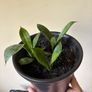 snake plant Image 2