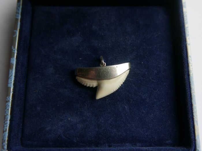 Vintage Sterling Silver Mounted Sharks Tooth Pendant