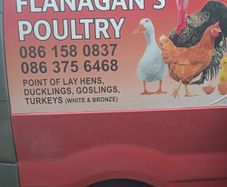 Poultry
