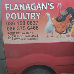 Poultry