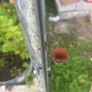 Lean-to Steel framed Greenhouse 3m x 1.5m Image 9