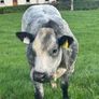 Belgium blue heifers Image 7
