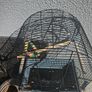 bird cage Image 2