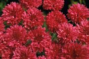 (C) Cornflower Double Ball Red seeds 1g (415106)