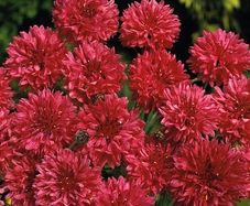 (C) Cornflower Double Ball Red seeds 1g (415106)