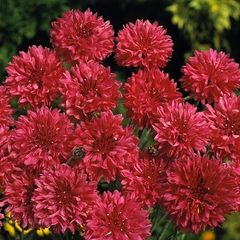 (C) Cornflower Double Ball Red seeds 1g (415106)