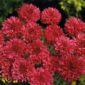 (C) Cornflower Double Ball Red seeds 1g (415106)