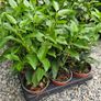Portuguese Laurel Hedging Image 7
