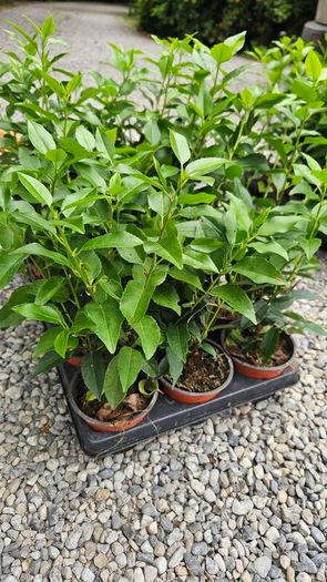 Portuguese Laurel Hedging