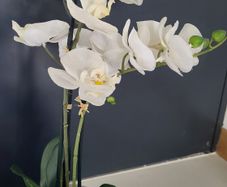 Artifical plant Orchid