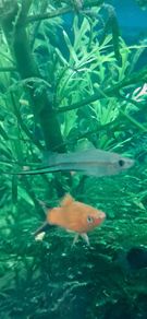 fish