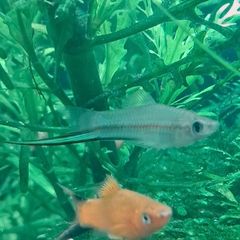 fish