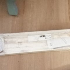 Ikea picture shelf Mosslanda Italia