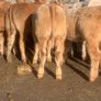 20 u grade charlaois and limousine heifers Image 5
