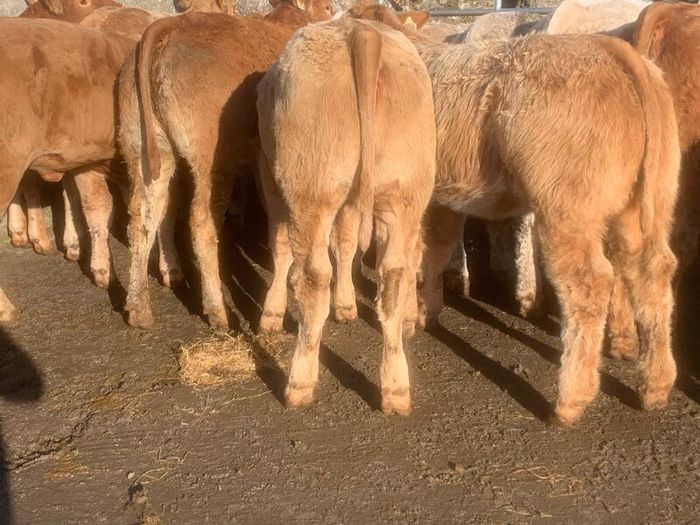 20, 320kg u grade charlaois and limousine heifers