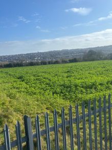 Forage Rape for zero grazing