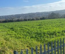 Forage Rape for zero grazing