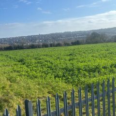 Forage Rape for zero grazing