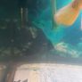 Aquarium and Fish Image 4