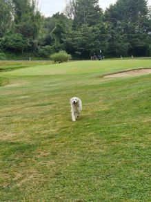 Irish Open Golf tickets