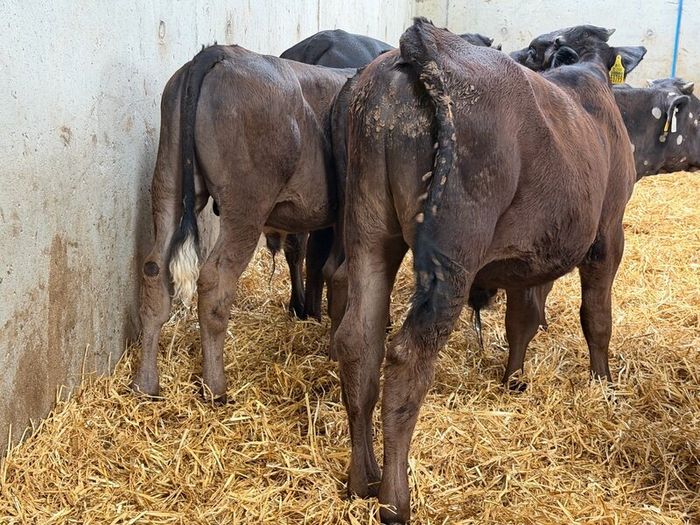 10 Charolais and Limousin Weanlings