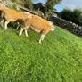 SIS Texel ram lambs Image 3