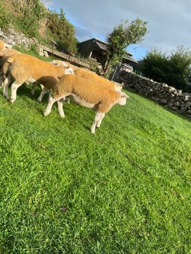 SIS Texel ram lambs