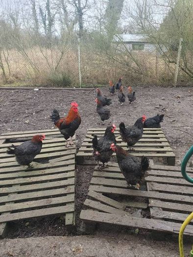 poultry, pullets, Hens,